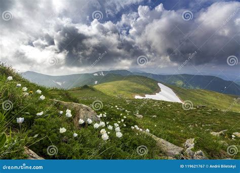 Wide Summer Mountain Panorama Beautiful White Flowers Blooming In