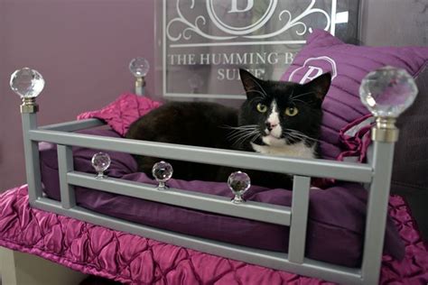 Life Inside Luxury Cat Hotel Where Kitties Put Their Paws Up For