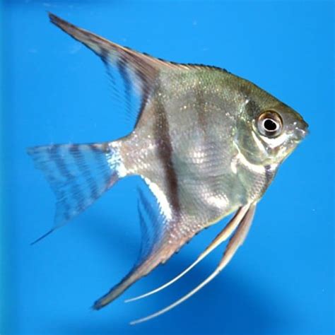 Angelfish Care Guide Habitat Appearance Behavior Feeding Information