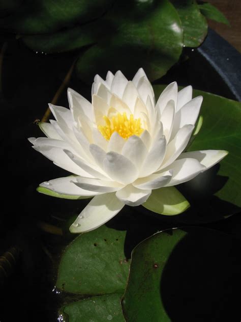 Nymphaea ‘siam Jasmine Small Water Lily Catskill Native Nursery Plant Shop