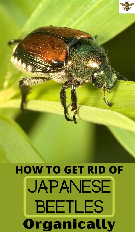 7 Safe Ways To Get Rid Of Japanese Beetles In The Garden Artofit