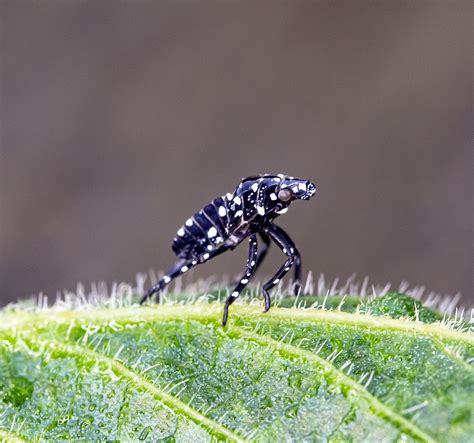 19 Black Bugs With White Spots Pictures And Identification