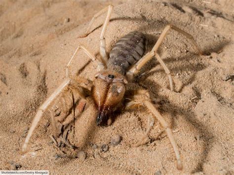 What Is An Arachnid The Ultimate Guide To Arachnids Pictures And Facts