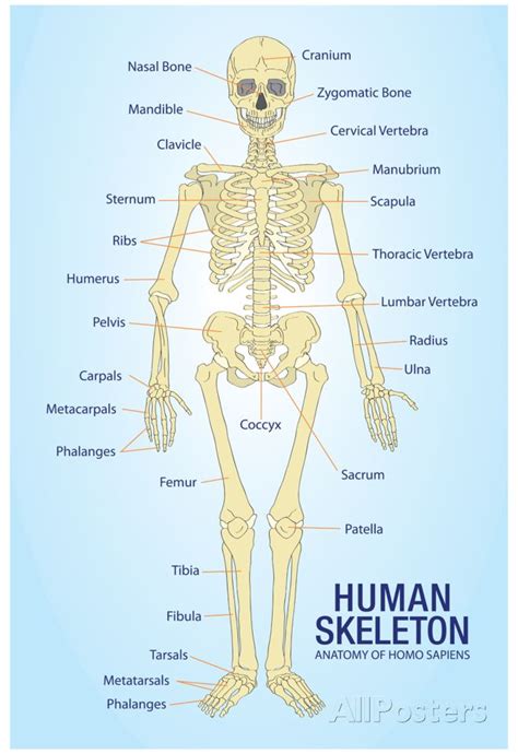 Human Skeleton Anatomy Anatomical Chart Poster Print Posters Human Skeleton Anatomy