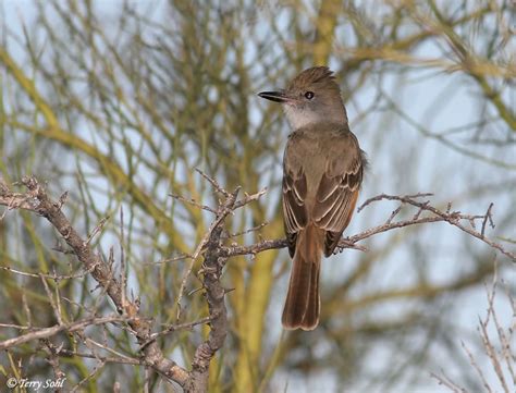 We did not find results for: Ash-throated Flycatcher - Species Information and Photos