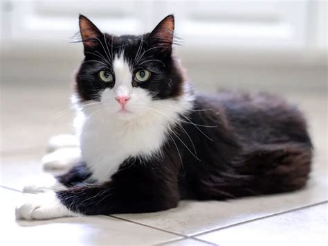 6 Pawsitively Fascinating Facts About Tuxedo Cat Breed