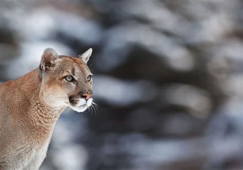 Interesting Facts About Cougars Mountain Lions