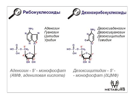 Нуклеиновые кислоты Репликация Мутации Механизмы репарации ДНК
