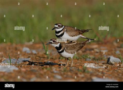 Killdeer Mating Hi Res Stock Photography And Images Alamy