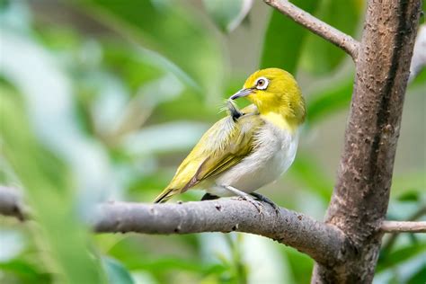 Yellow And White Bird On Tree Branch During Daytime Japanese White Eye