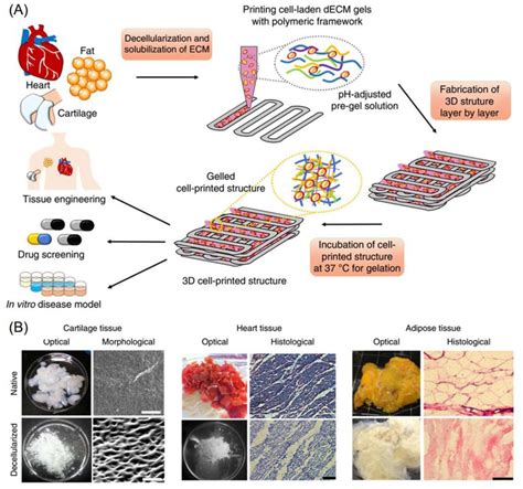 3d Bioprinting With Decm Bioinks Of Different Tissue Constructs A