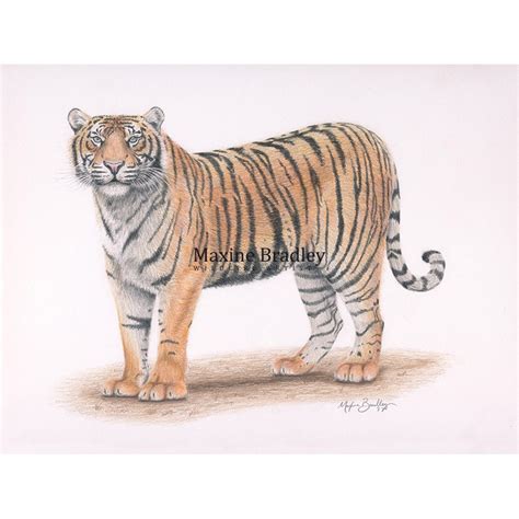Coloured Pencil Sumatran Tigerwildlife Art Print