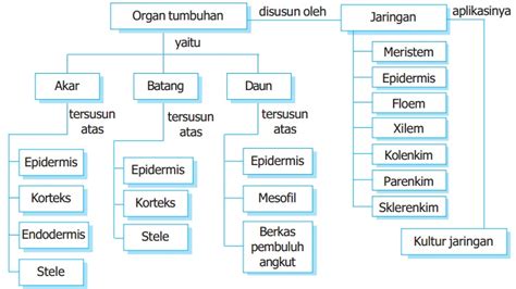 Peta Konsep Struktur Dan Fungsi Jaringan Pada Tumbuhan Berbagai My