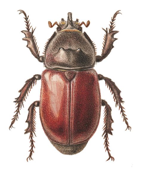 Der nashornkäfer (oryctes nasicornis) ist ein käfer aus der der familie der blatthornkäfer (scarabaeidae). Duden | Nashornkäfer | Rechtschreibung, Bedeutung ...