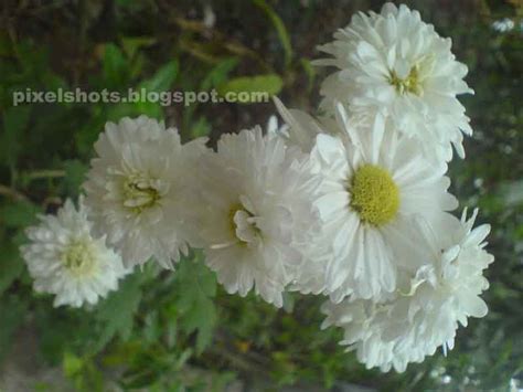 Check spelling or type a new query. Kerala flowers:Yellow and white flowers of jamanthi,common ...