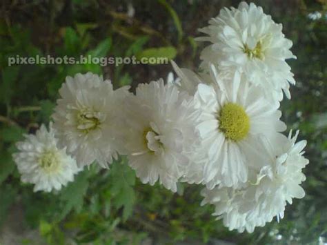 Hindi unisex name meaning garden of flowers. ila ( इला ): Kerala flowers:Yellow and white flowers of jamanthi,common ...