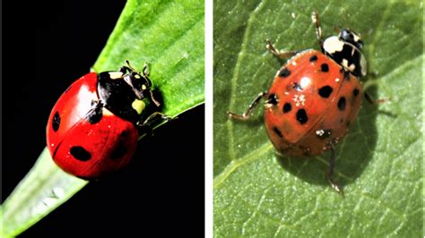 ladybugs vs asian beetles 4 main differences garden wisper