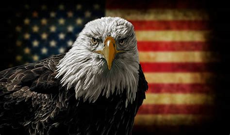Bald Eagle Flags Pictures Images And Stock Photos Istock