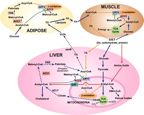Fatty Acid Metabolism Target For Metabolic Syndrome Journal Of Lipid