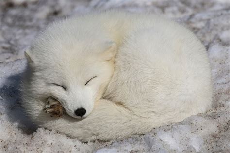 Sleeping Arctic Fox Raww