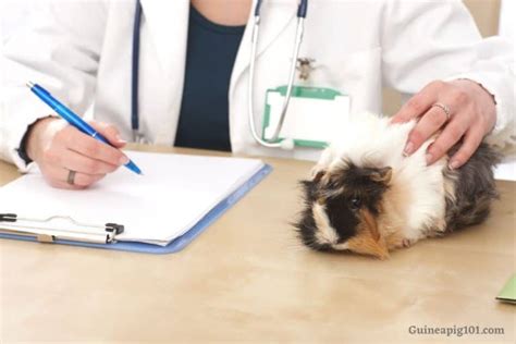 Bumblefoot In Guinea Pigs Pododermatitis Causes Signs And Treatment