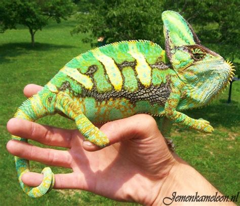Chameleon Sexes The Difference Between Male And Female Chameleons
