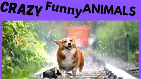 Animals Do The Funniest Things 56 Compilations Youtube