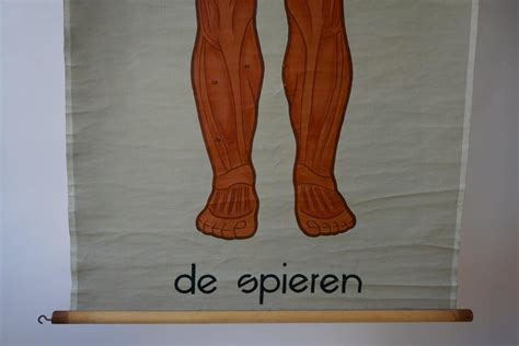 Vintage Anatomical Chart Muscular Structure Of Man For Sale At 1stdibs