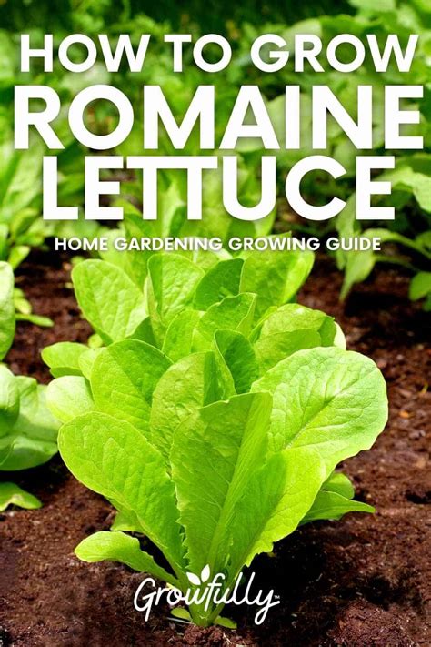 Growing Romaine Lettuce Step By Step Growfully
