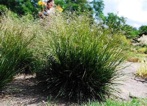 Deschampsia cespitosa, commonly known as tufted hairgrass or tussock grass, 1 is a perennial tufted plant in the grass family poaceae. Deschampsie cespiteuse