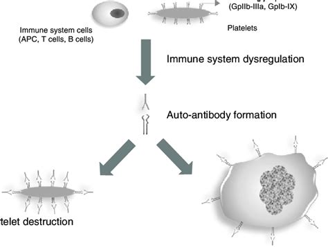 Simplified Representation Of Itp Mechanisms Immune Dysregulation