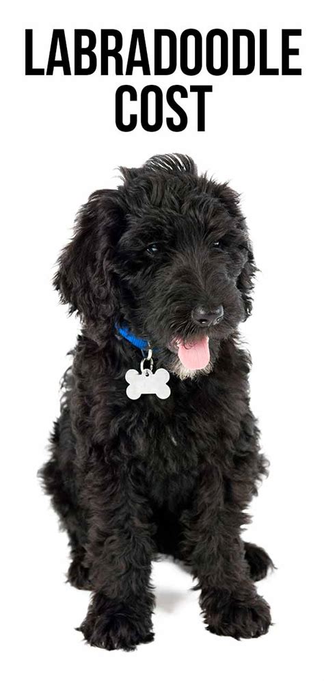 We did not find results for: Labradoodle Cost - What Will Your Puppy's Price Tag Be?