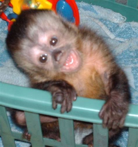 Related Image Cute Baby Monkey Baby Monkey Pet Pet Monkey