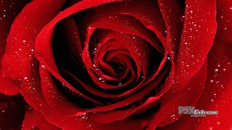Wallpapers Of Red Roses Wallpaper Cave