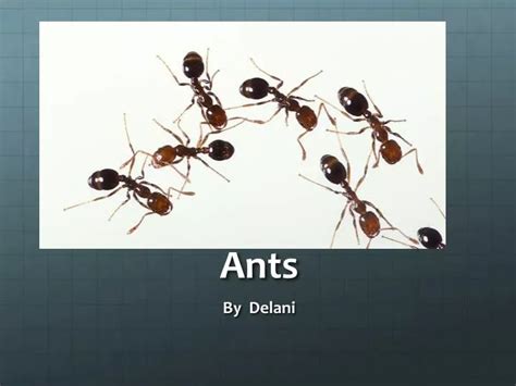 Ppt Ants Powerpoint Presentation Free Download Id2455465