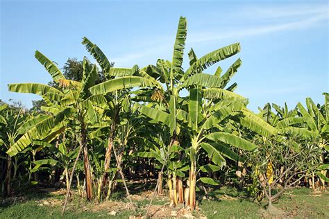 Banana Tree Timeline How Long Does It Take Bananas To Grow Tree Journey