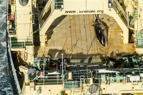 Japan Seeks Upgraded Whaling Ship In Sign Hunts Will Continue Dtinews