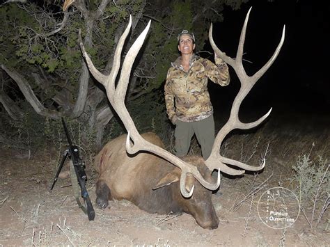 Arizona Guided Trophy Elk Hunts Exclusive Pursuit Outfitters Llc