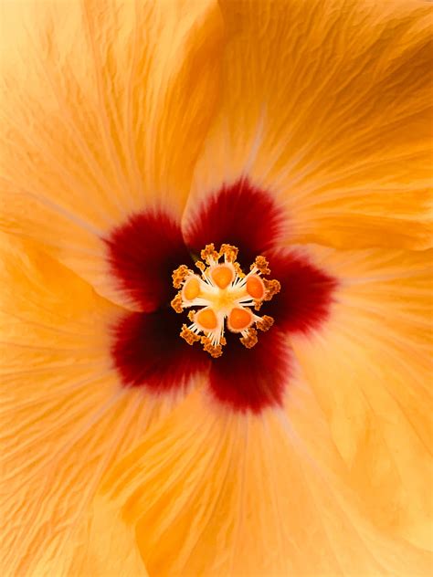 Hibiscus Flower Yellow Macro Closeup Hd Phone Wallpaper Peakpx