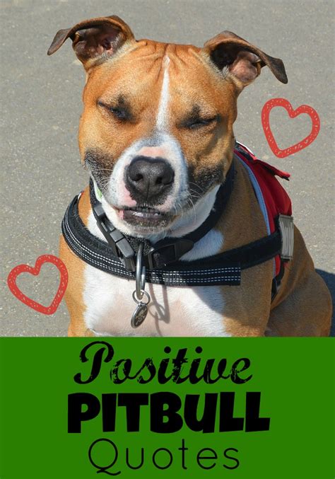 Our Favorite Positive Pitbull Quotes Dogvills