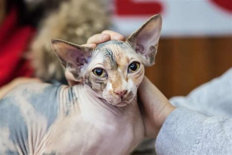 5 Fun Facts About Hairless Cats Cole And Marmalade