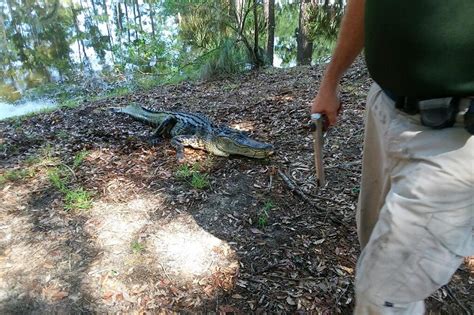 Hilton Head Alligator Attack Woman Killed While Trying To Save Her Dog