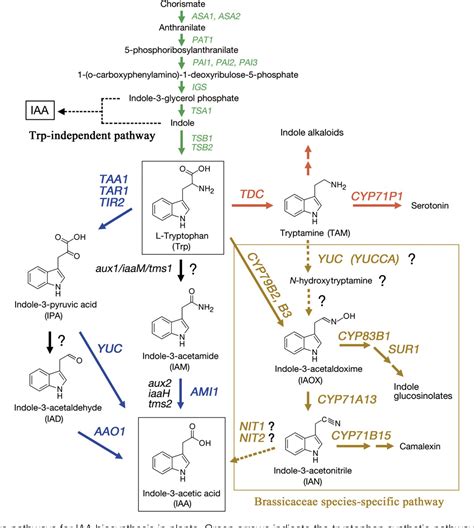 Figure 1 From The Pathway Of Auxin Biosynthesis In Plants Semantic