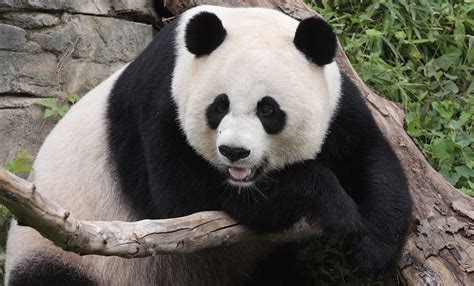 Giant Panda Smithsonians National Zoo
