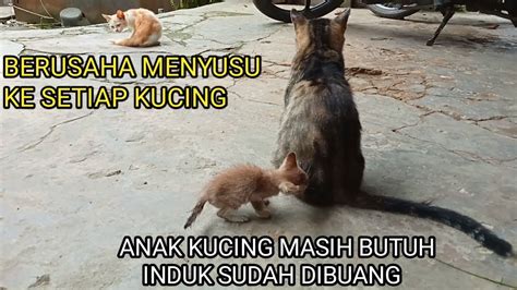 BEGINILAH KEADAAN ANAK KUCING MALANG INI YouTube