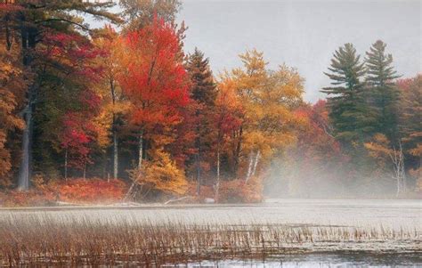 Photography Nature Landscape Fall Trees Colorful Mist Morning
