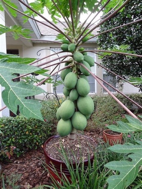 Fast Growing Self Pollinating Dwarf Papaya Tree “tr Hovey” Carica