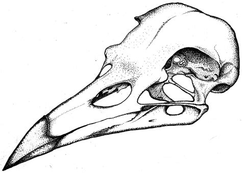 Pin By Michelle Canning On Drawing Animal Skull Drawing Skull