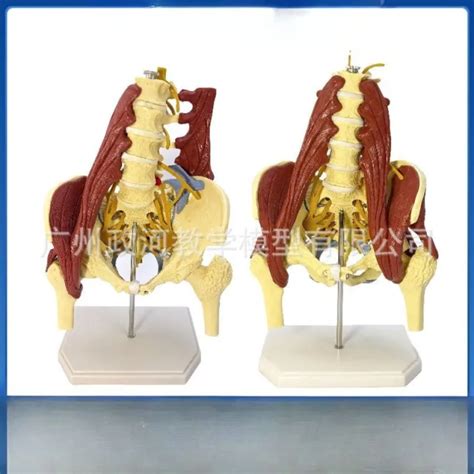 Anatomy Lumbar Vital Muscles Part Pelvic Vertebrae Spine Skeleton Model Disc Picclick