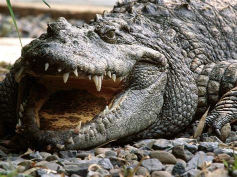 Siamese Crocodile The Life Of Animals